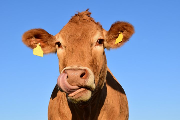 Biosecurity Cow